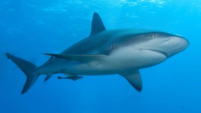 10 Things About Sharks You Probably Didn’t Know