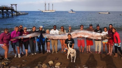 18 foot long sea creature got caught