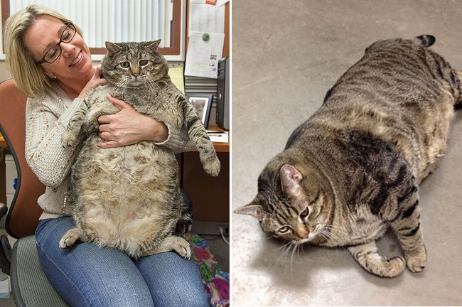 The biggest cat got new home after owner surrender him to