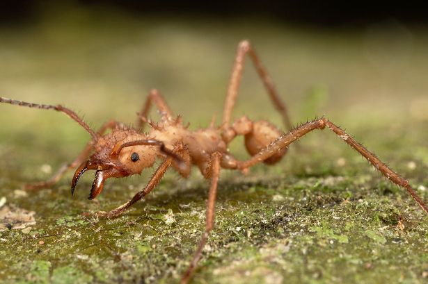 Villagers tied two thieves in act of revenge to a tree crawling with deadly ants