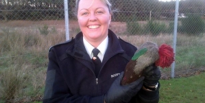 Woman called emergency services after seeing an injured parrot – but it turned out as a Christmas hat