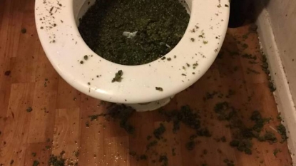 Police found cannabis in loo, after smelling through letter box