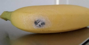 Mother living in terror after spotting world’s most venomous spider in her Tesco banana