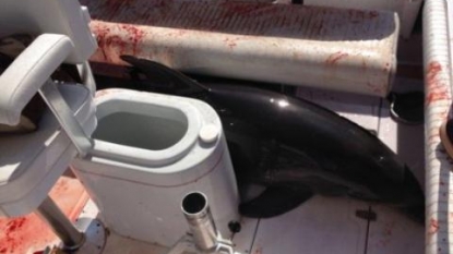 Dolphin leaps onto boat, injuring California woman