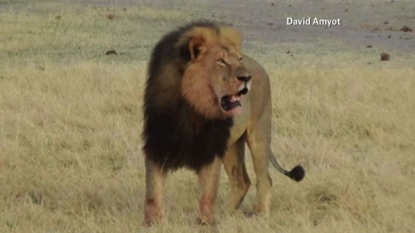 Hunter of Cecil the lion tells AFP he did ‘nothing wrong’