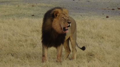 Killing of Cecil the lion triggers probe by US agency