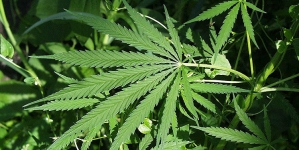 Montana Medical Marijuana Industry Grows Despite Restrictions