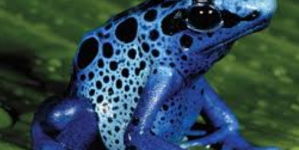 Scientists Discover First Venomous Frog Ever Known