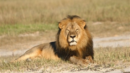 Zim names another American illegal lion hunter