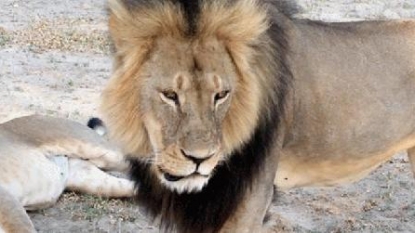 Zimbabwe seeks extradition of American over lion dying